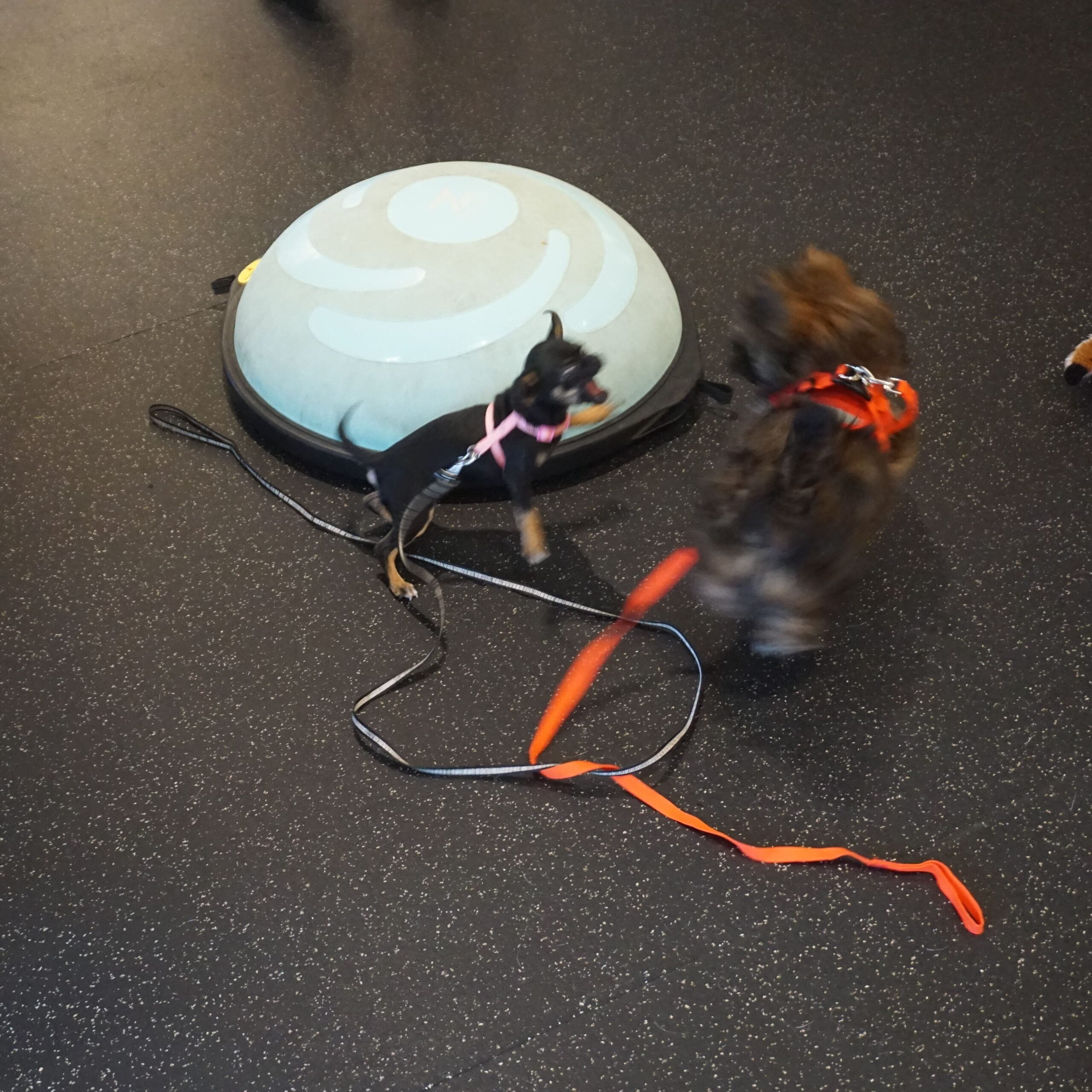 Dagr, a puppy, socializing with other puppies during socialization class.