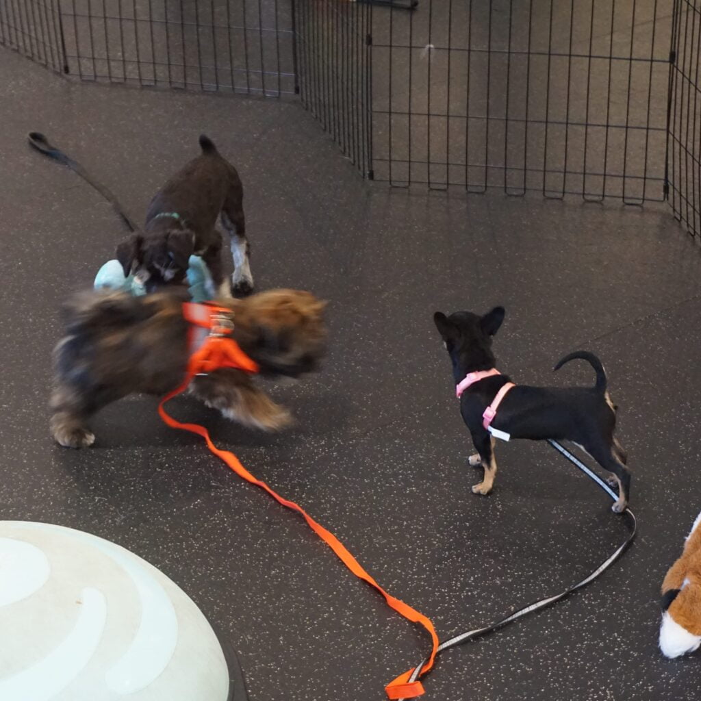 Dagr, a puppy, socializing with other puppies during socialization class.