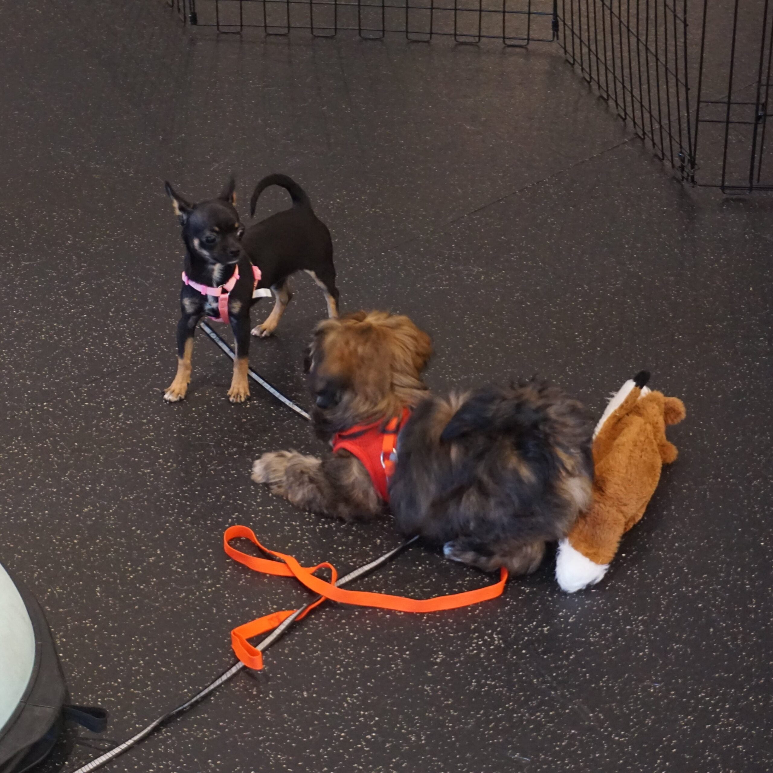 Dagr, a puppy, socializing with other puppies during socialization class.