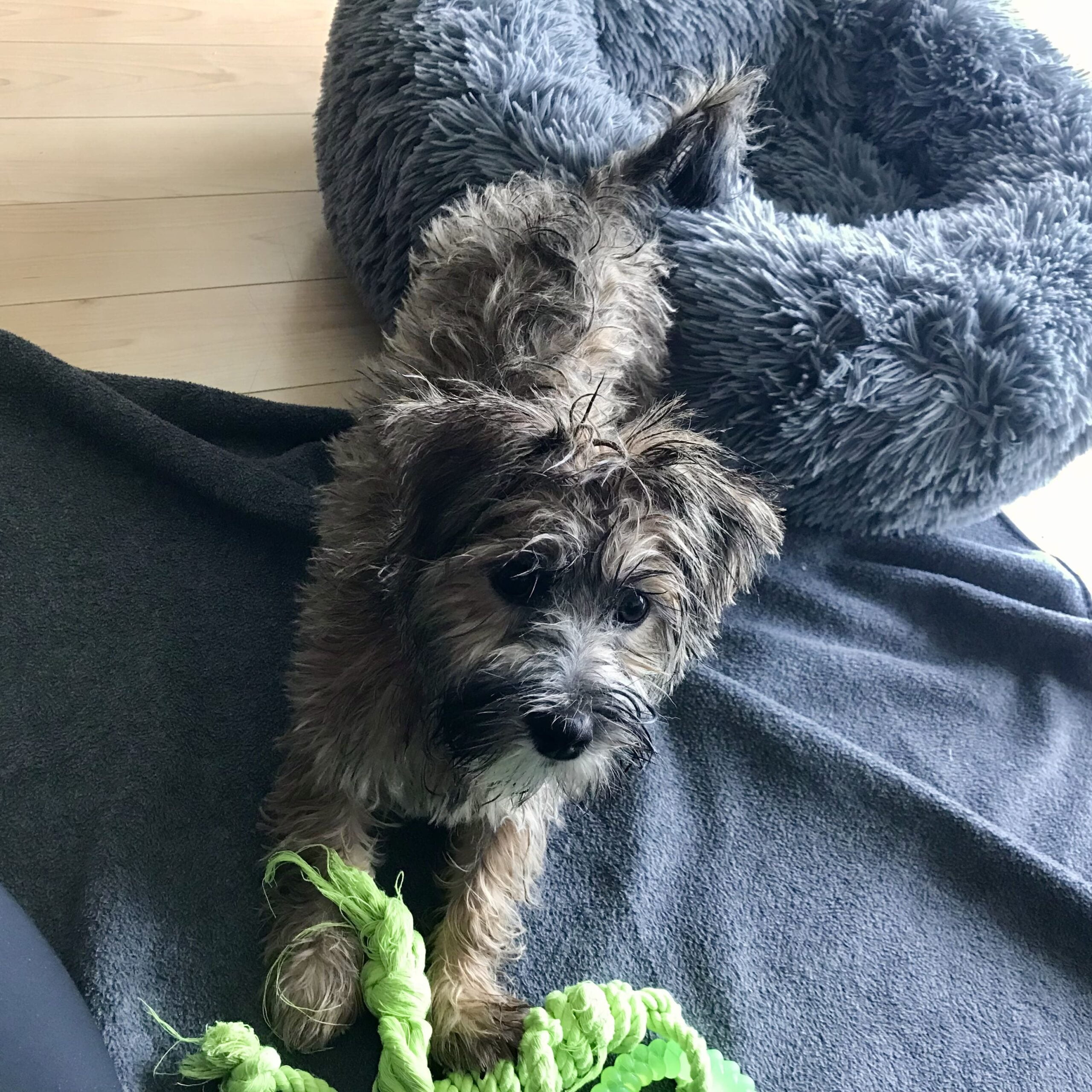 Dagr, a wet dog after his bath
