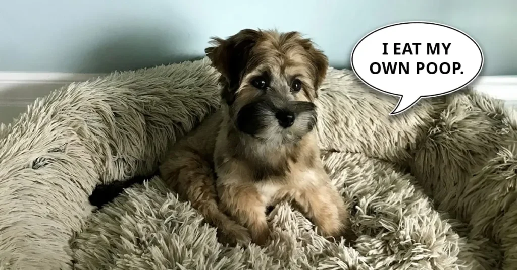 funny image puppy eats poop