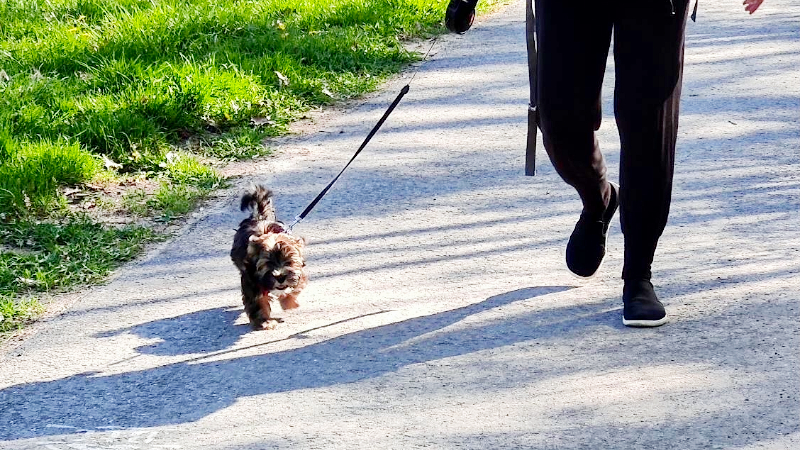 Me walking my puppy in the park.