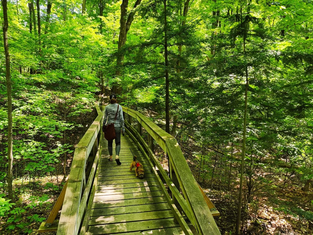 Highly sensitive person walking in a forest with a dog