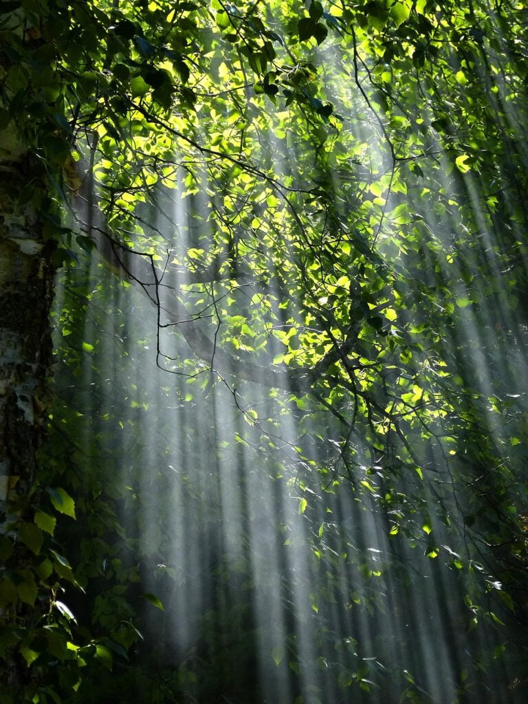 tree branch in sunlight